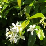 Flower - Trachelospermum jasminoides